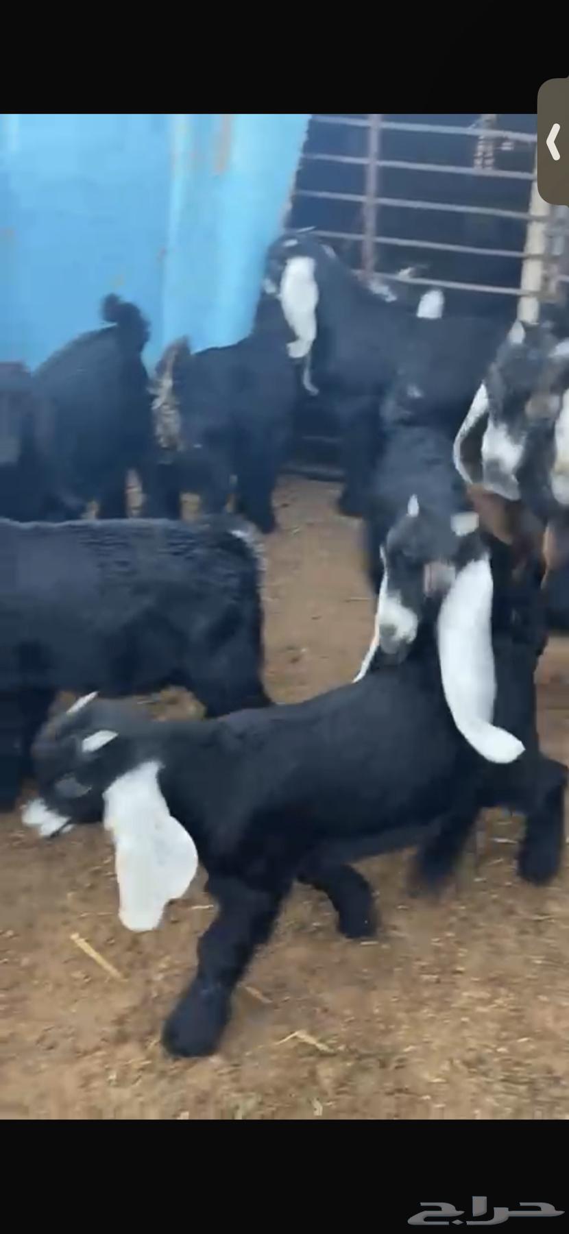 For sale: 11 excellent male goats, three months old, healthy and with closed fat tails.63085575894401116