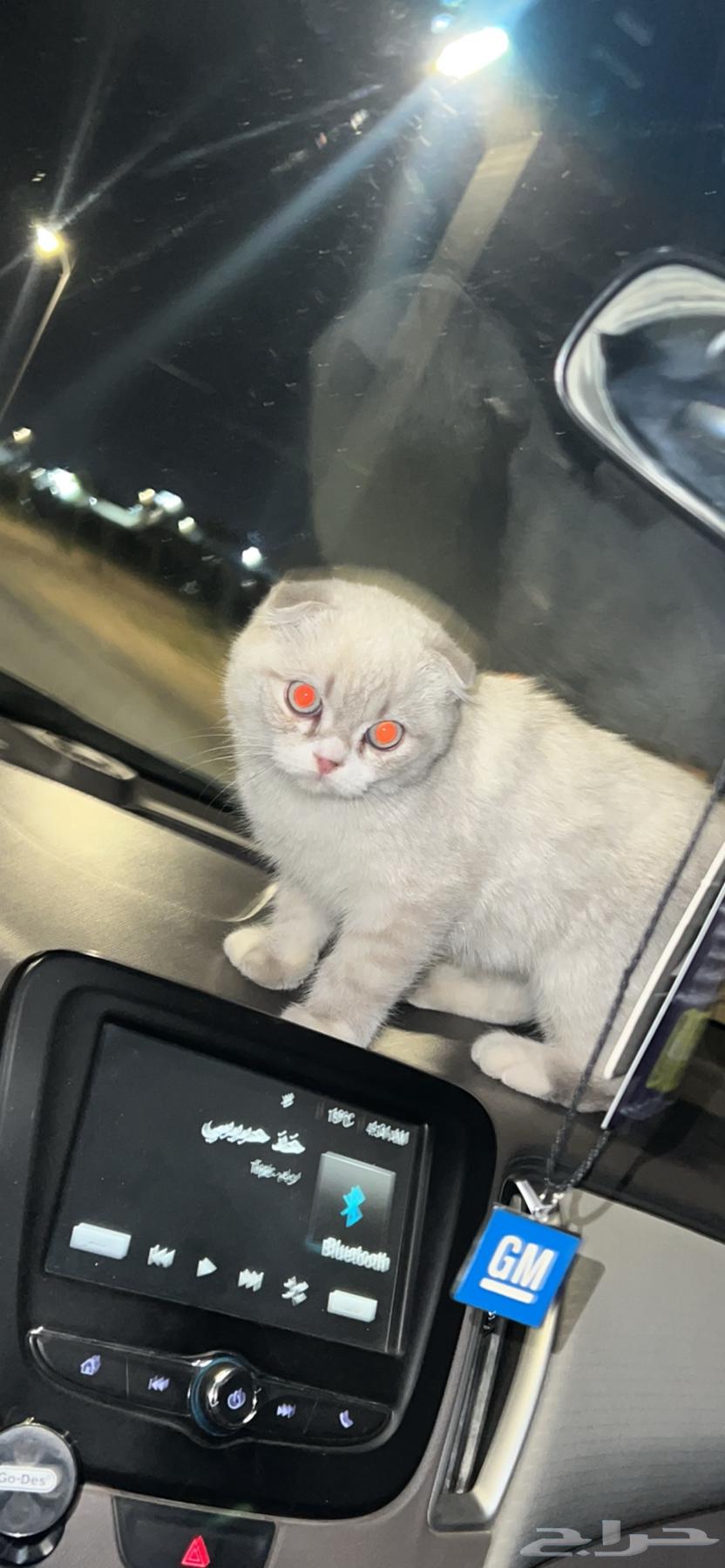 للبيع ذكر سكوتش فولد63084306687490113
