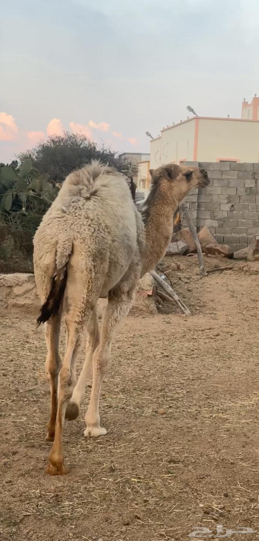 قعود فل شحم ( تم البيع )63084720769027111