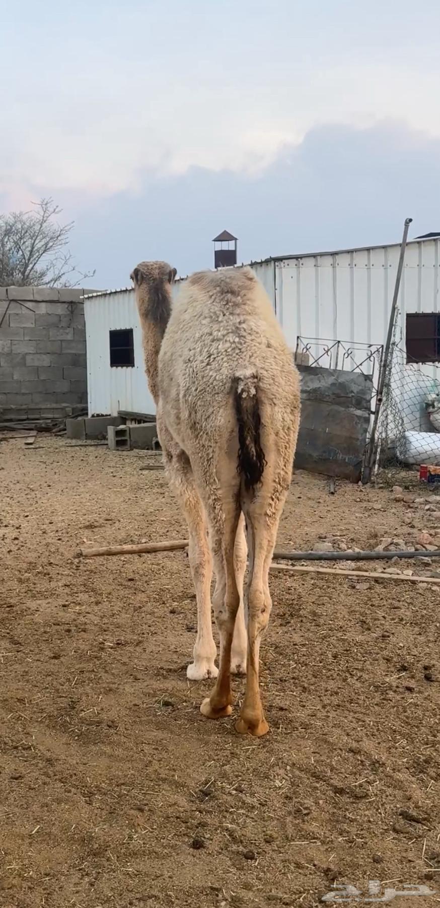 قعود فل شحم ( تم البيع )63084720769027115
