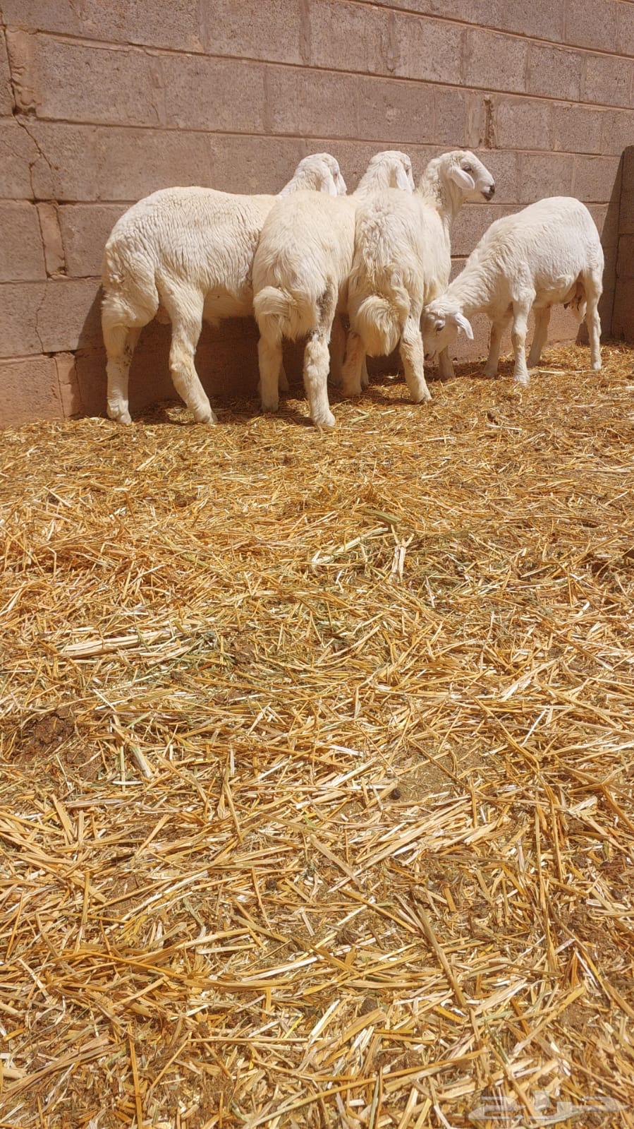 The sale was made, Na'im Al-Hari from Najd sold a sheep and a camel.63085120326530112