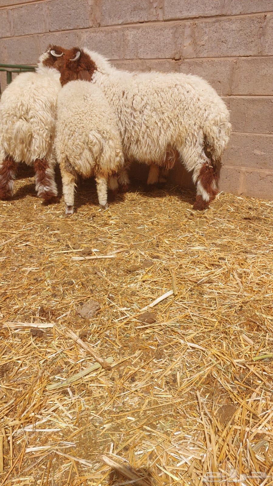 The sale was made, Na'im Al-Hari from Najd sold a sheep and a camel.63085120326530111