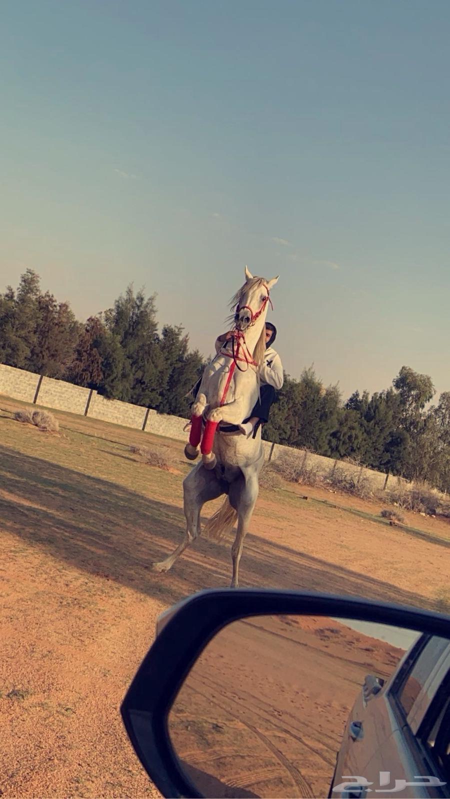 Popular Sheikh Horse63081860532099114
