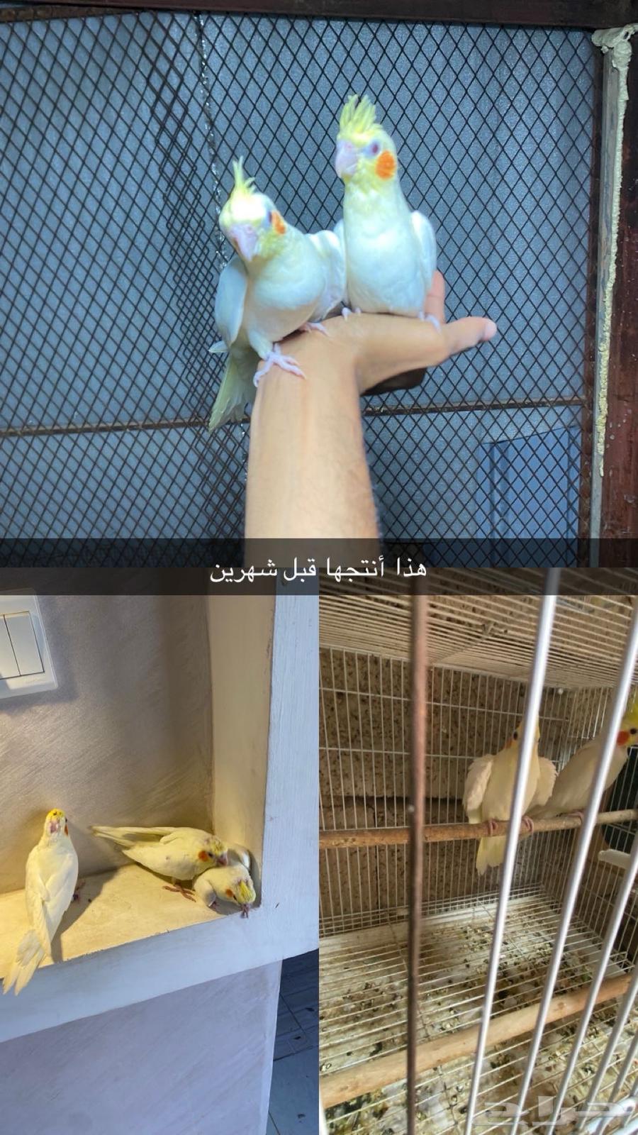 ضمد63083469092993111