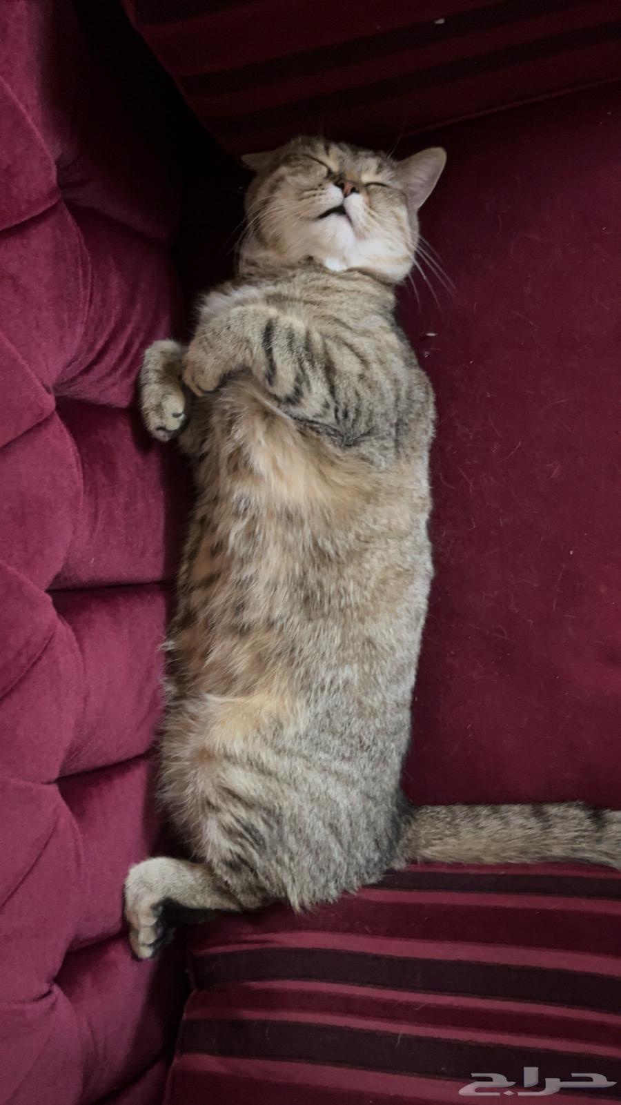I want a cat for mating, provided that the mating occurs at the female's place, and after finishing I will return it.630814662617631119
