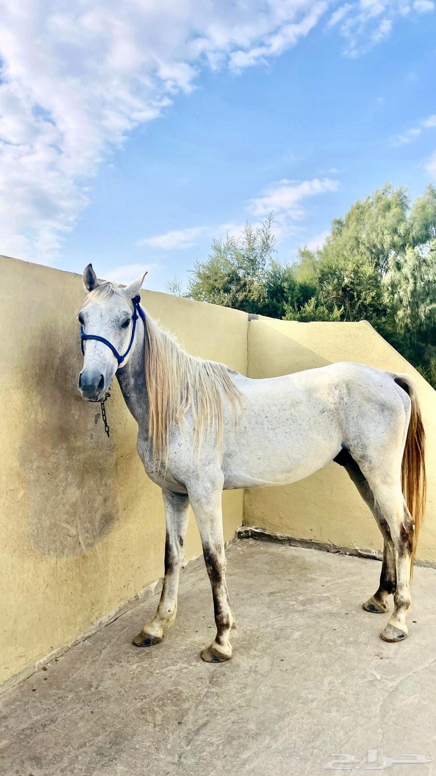 Horse63081455611009113