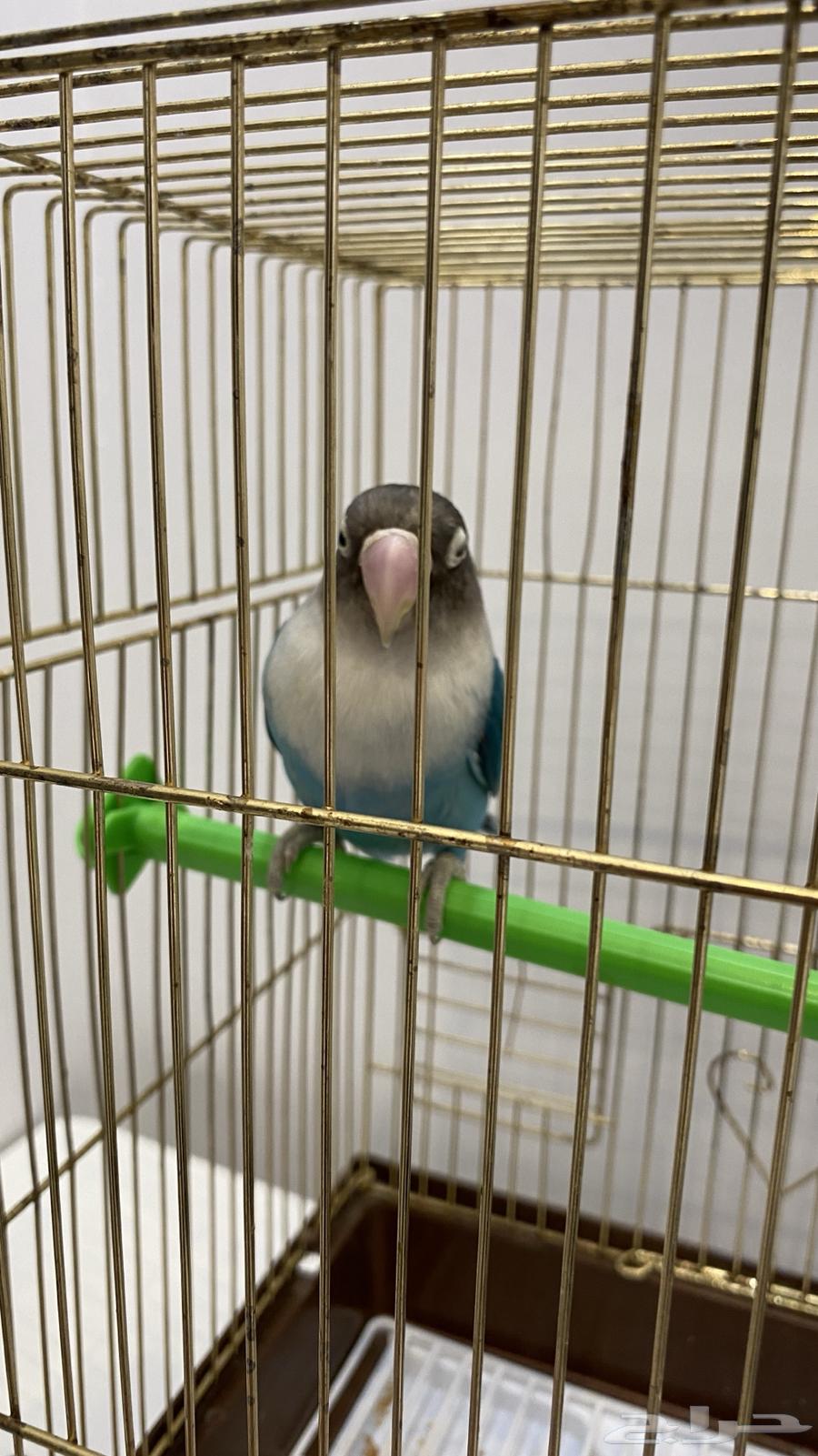 Fischer's bird for sale63081900199810112