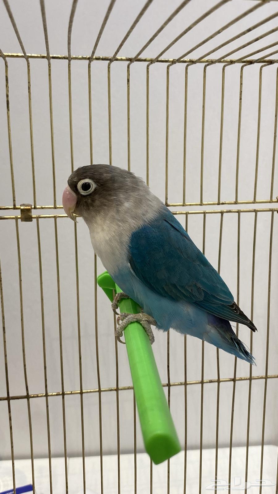 Fischer's bird for sale630819001998101112