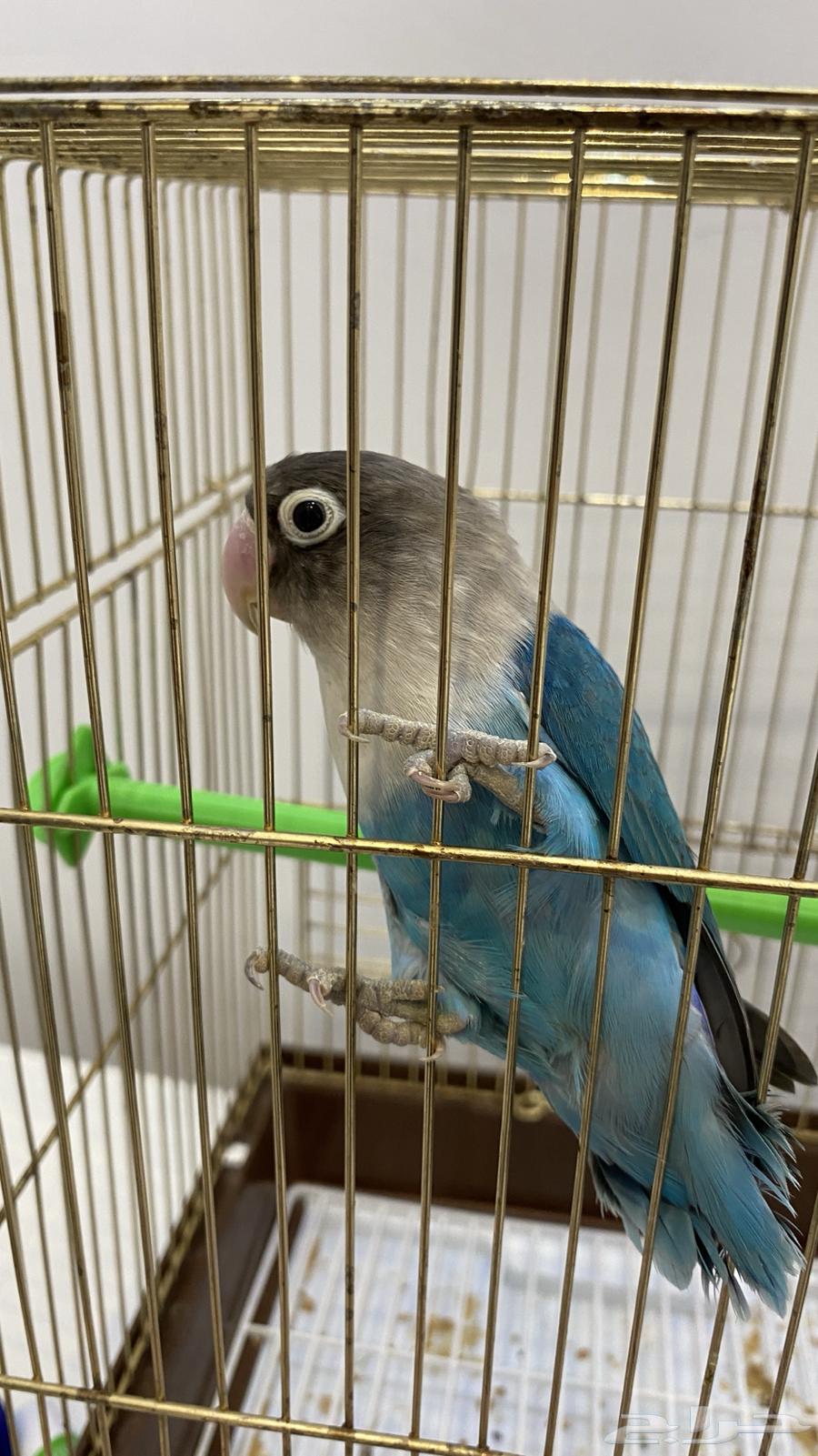 Fischer's bird for sale63081900199810111