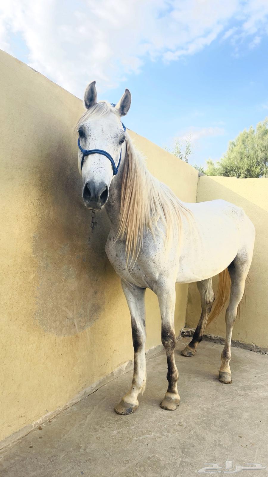 Horse63081455611009111