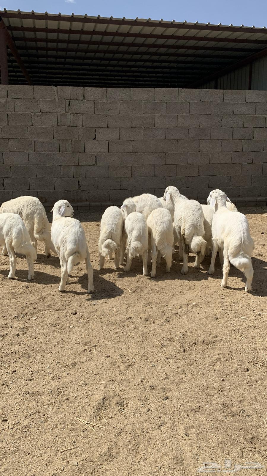 For sale, they are great and I held them63083464540033115
