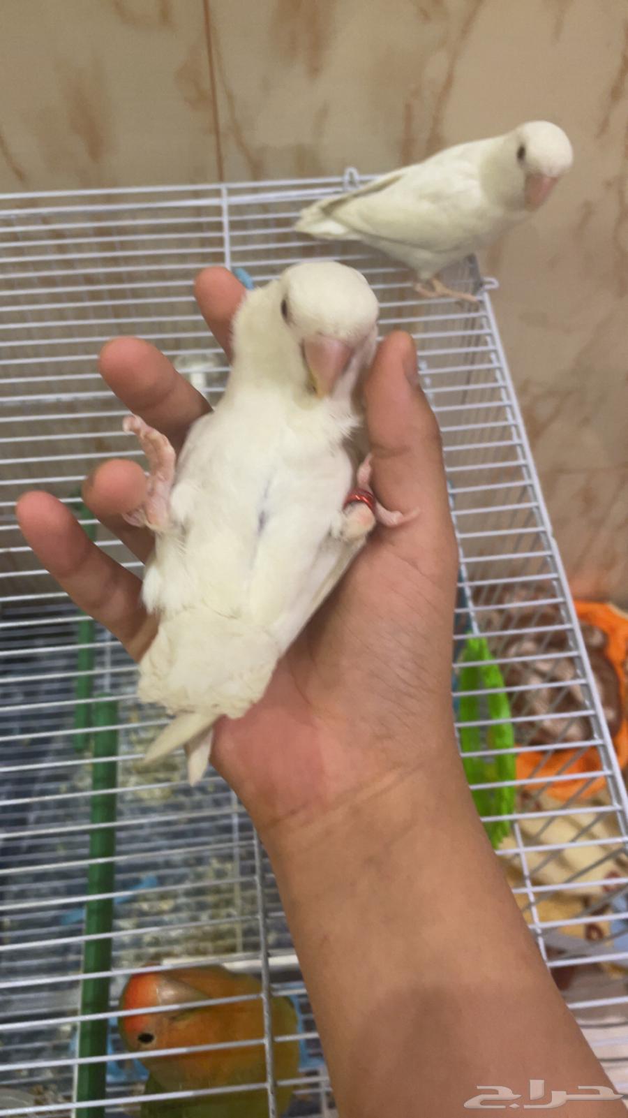 Chicks for sale, weaned. Sold.63171973312387111