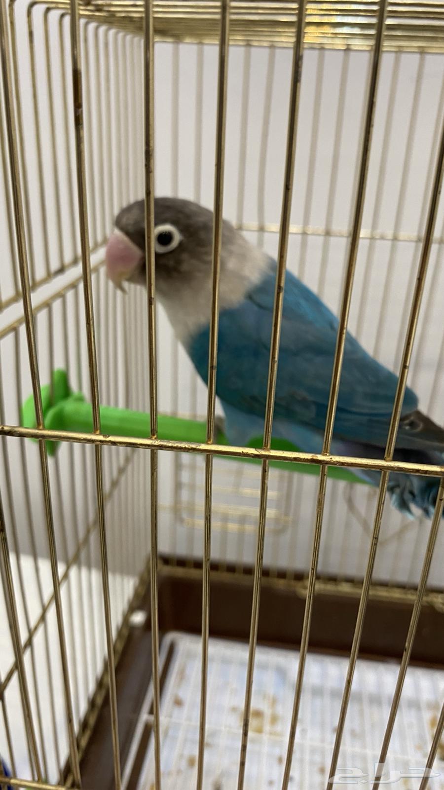 Fischer's bird for sale63081900199810113