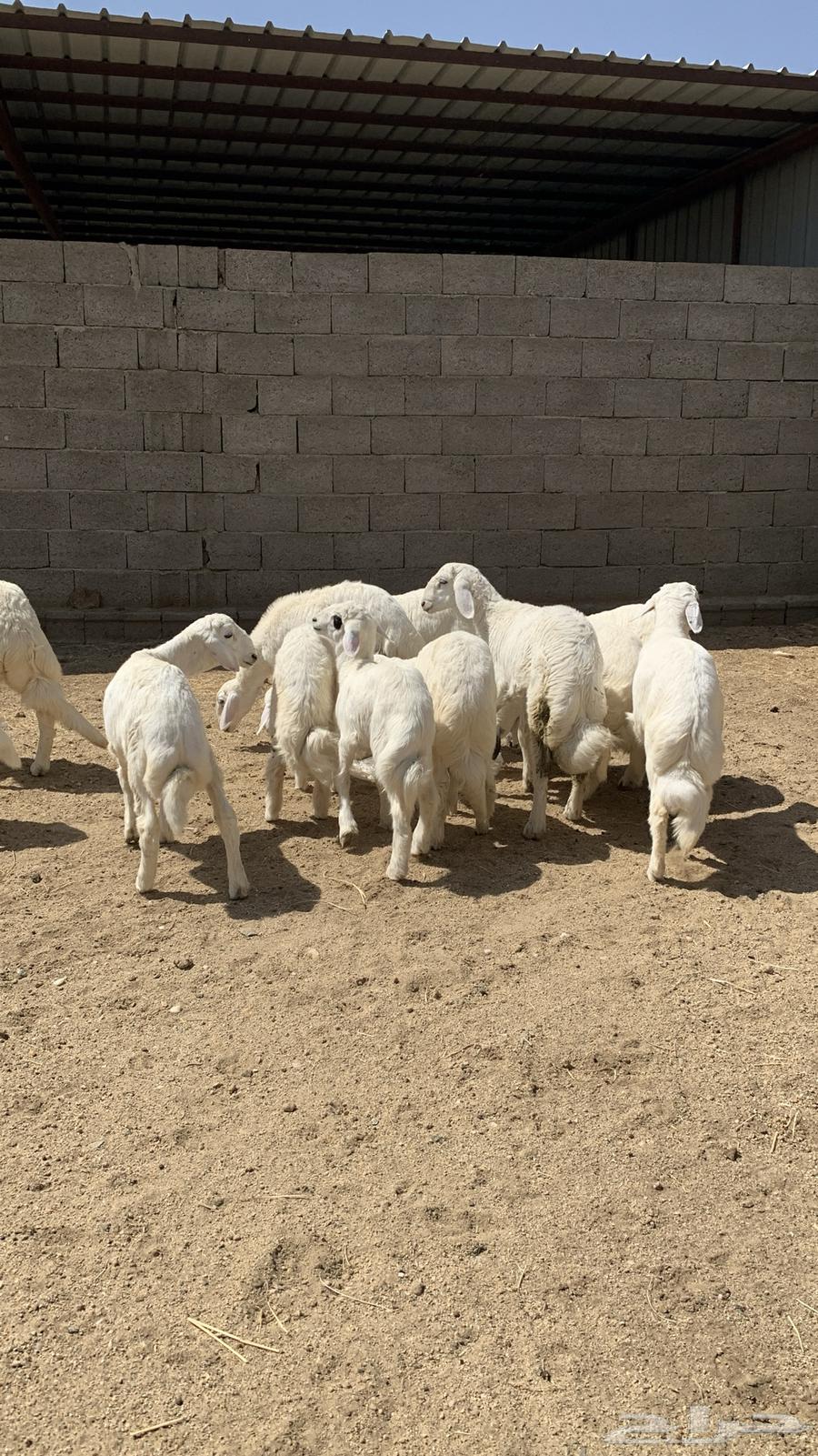 For sale, they are great and I held them63083464540033111