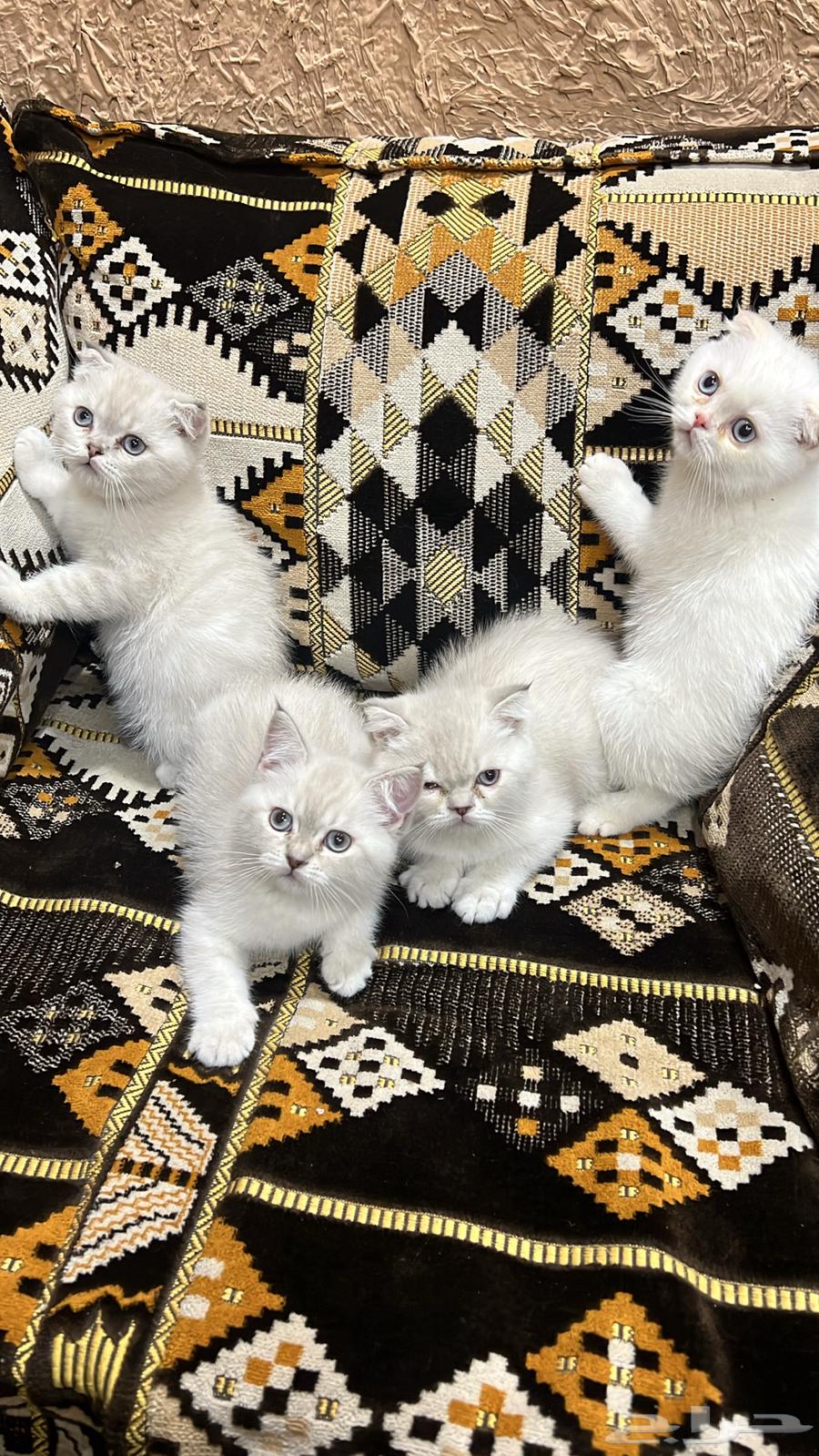 كيتن سكوتش فولد ستريت630834798114581113