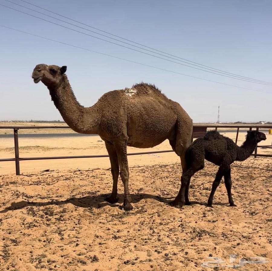 Behind him there were good zeros and a camel.63083058373507114