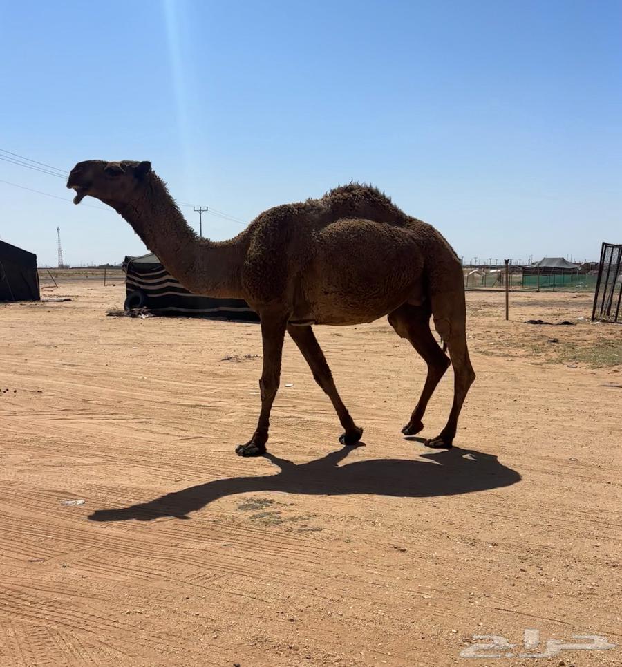 Behind him there were good zeros and a camel.63083058373507113