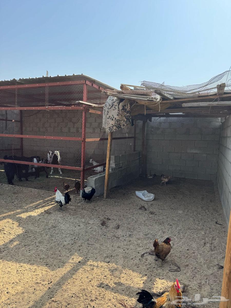 Sheep pen for sale63083058725122113