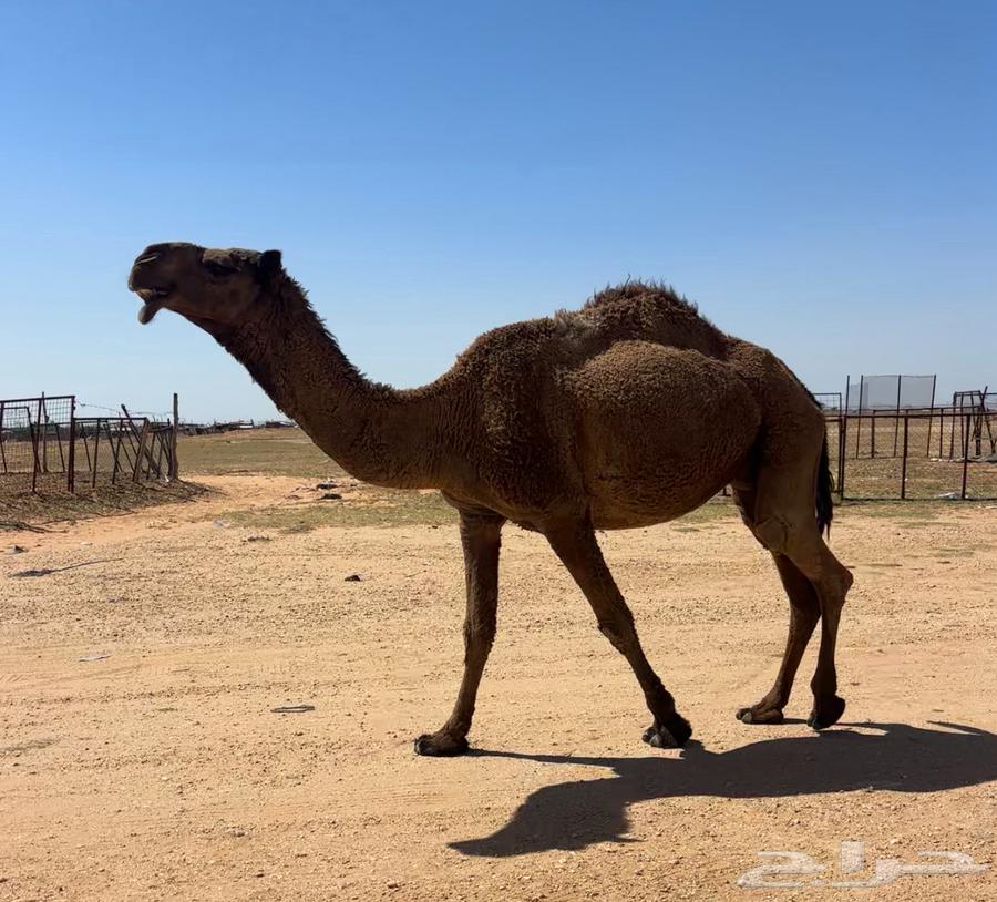 Behind him there were good zeros and a camel.63083058373507111