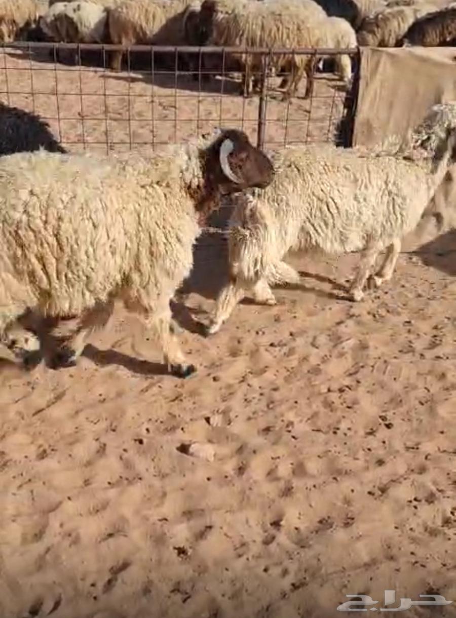 Sheep63081874480129111