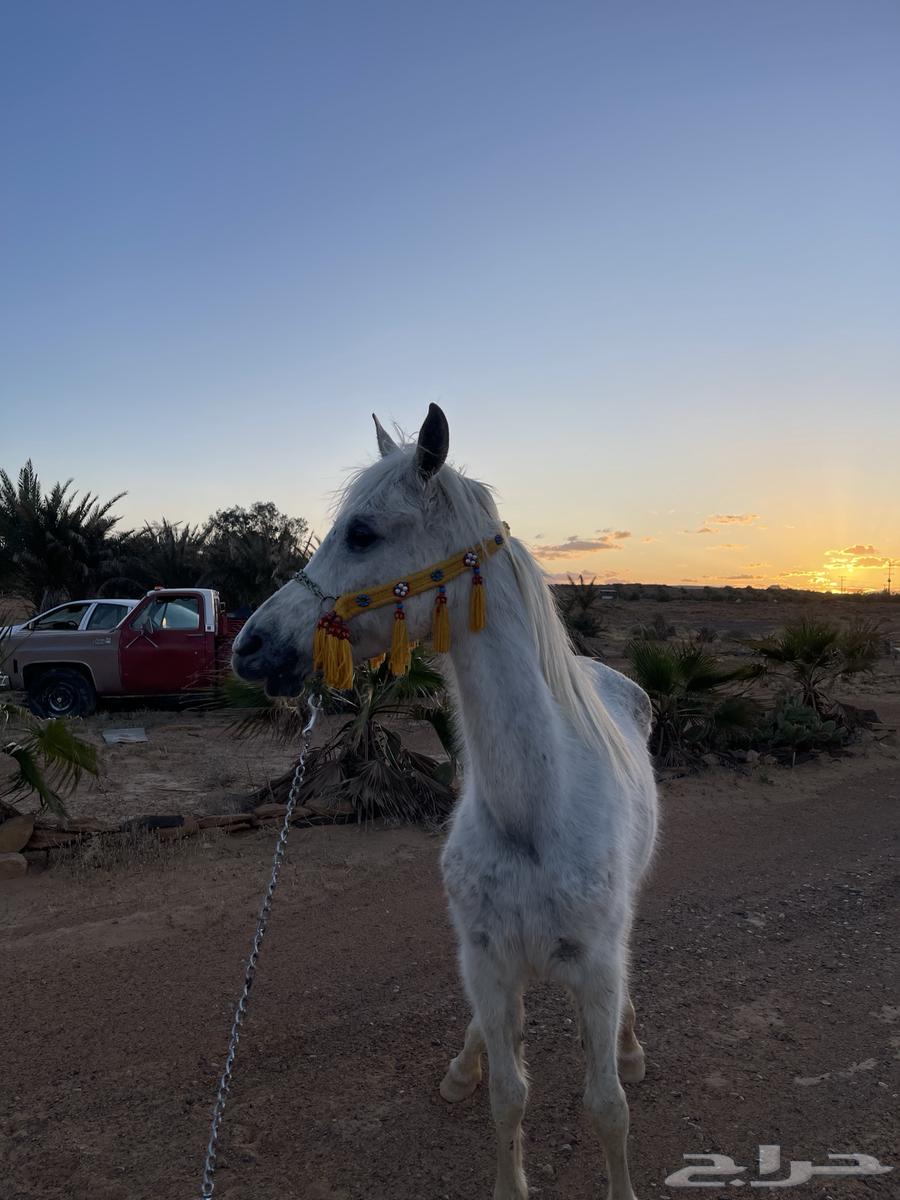 Popular mare for sale with her foal63082299448067112