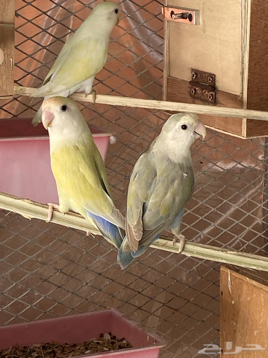 ازواج روز منتجه ومفرخه63081030151426112