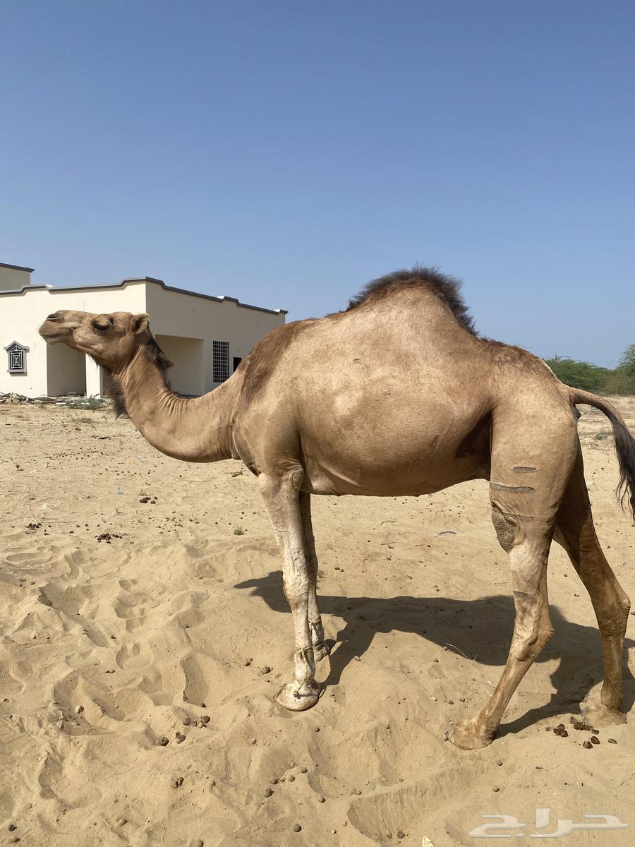 Camel for sale - Al Qunayfidah63083044569987112
