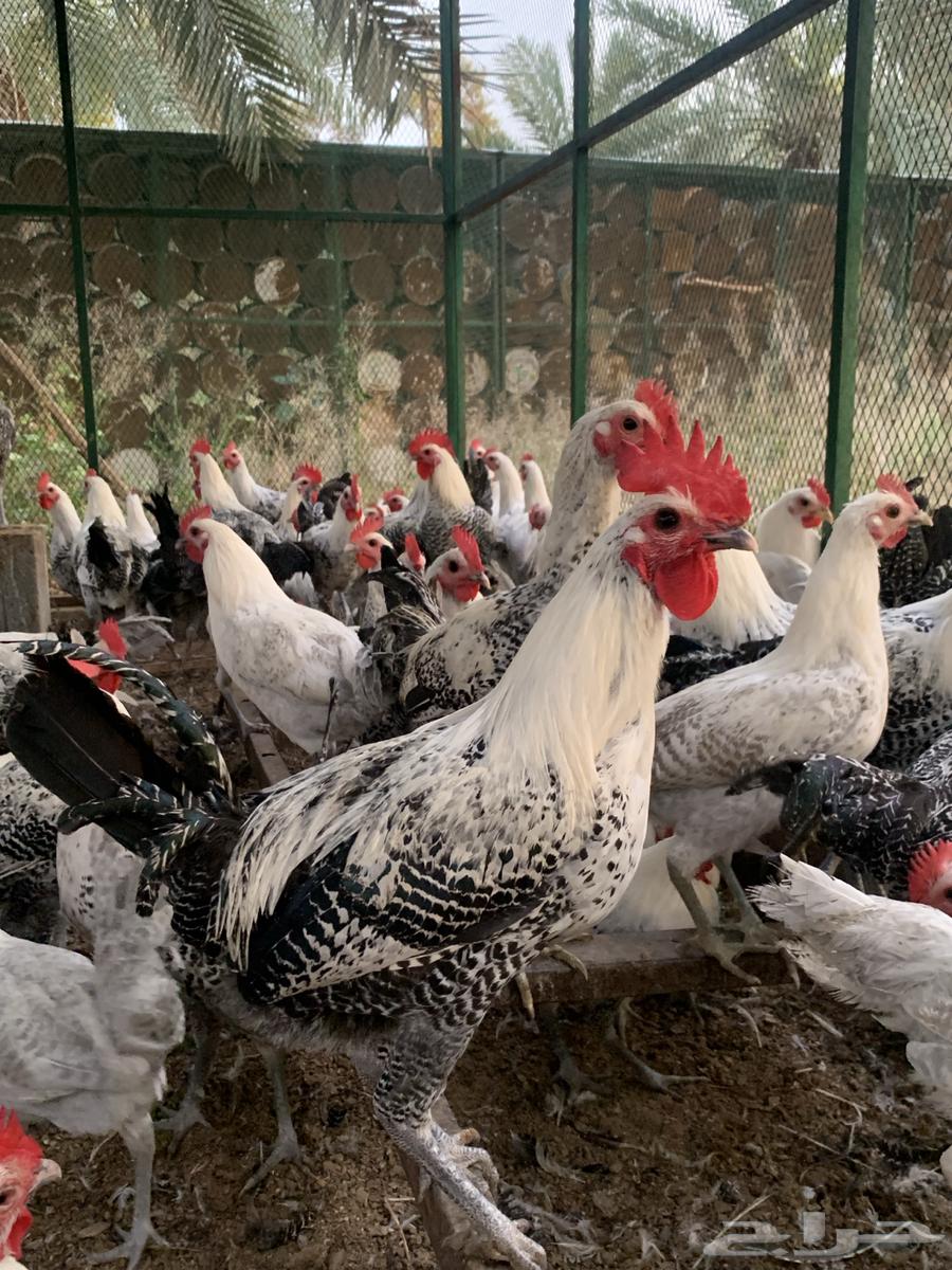 ducks63081870222338112