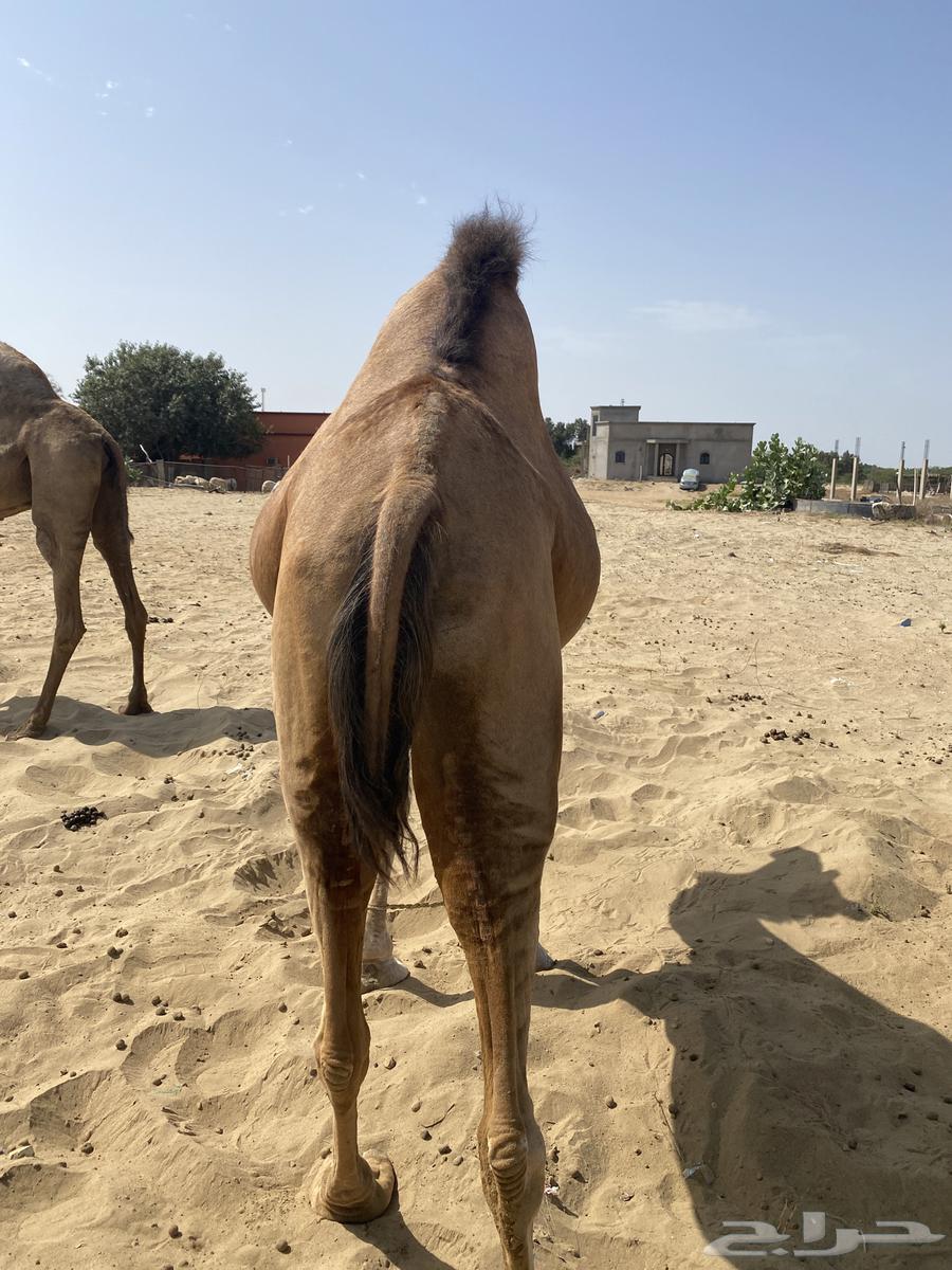 Camel for sale - Al Qunayfidah63083044569987111