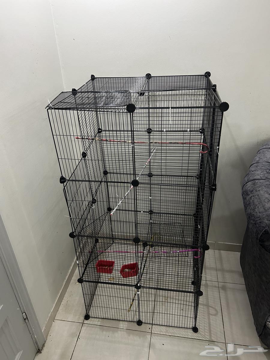 Bird cage63082299356290112