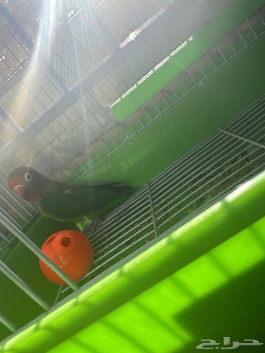 Fischer bird for sale63082272944002115