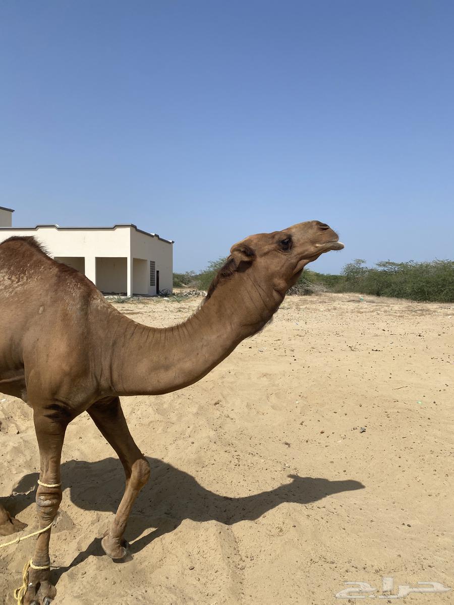 Camel for sale - Al Qunayfidah63083044569987113