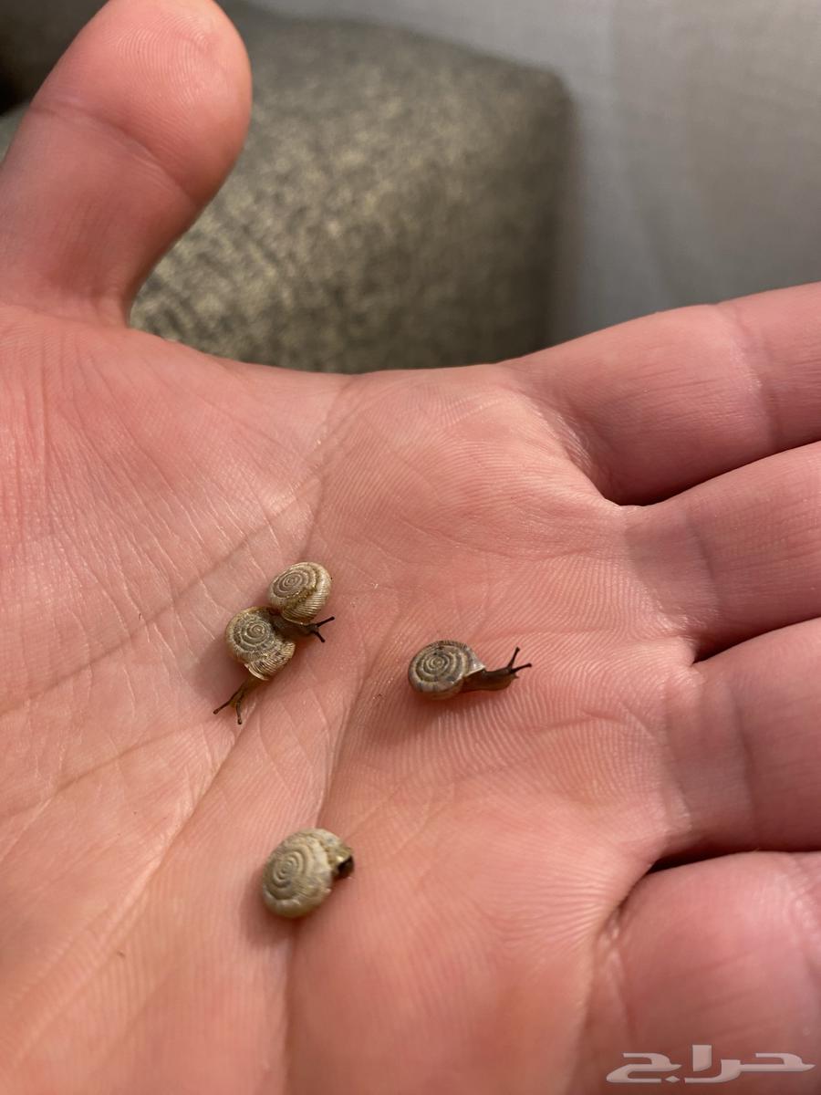 Snail63082710174081111