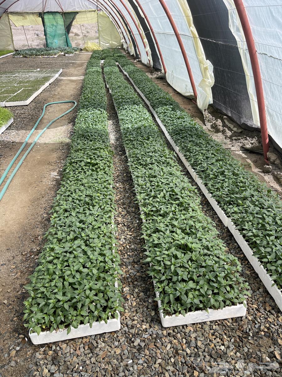 Pepper seedlings63083909361411110