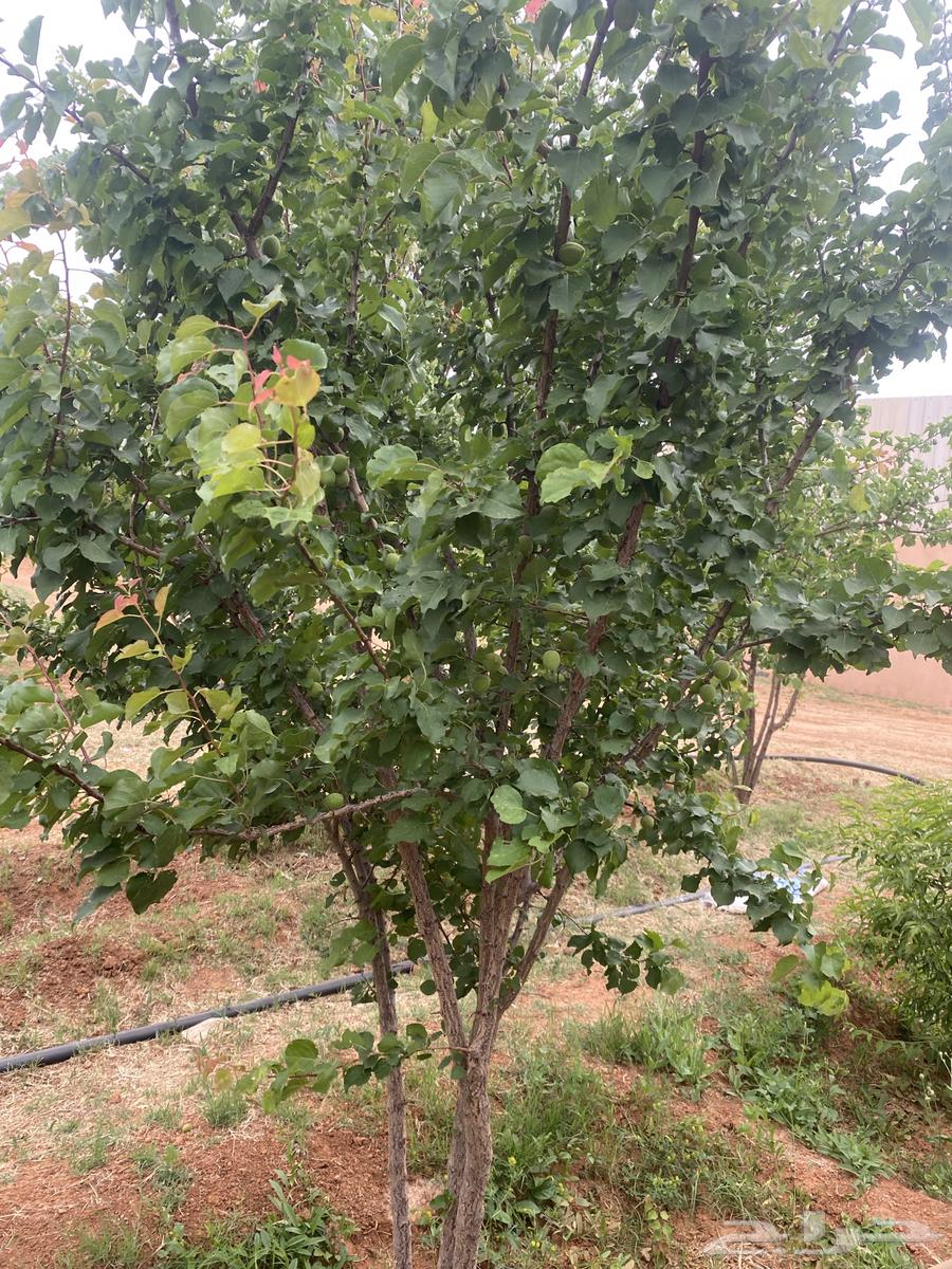 For sale: seedlings of plum, apricot, and local oak63082715933057110