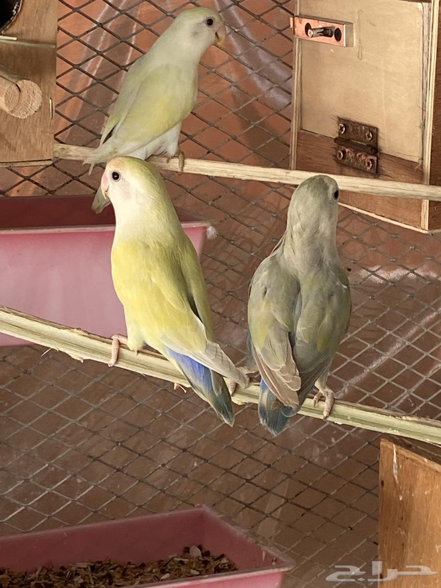 ازواج روز منتجه ومفرخه63081030151426113
