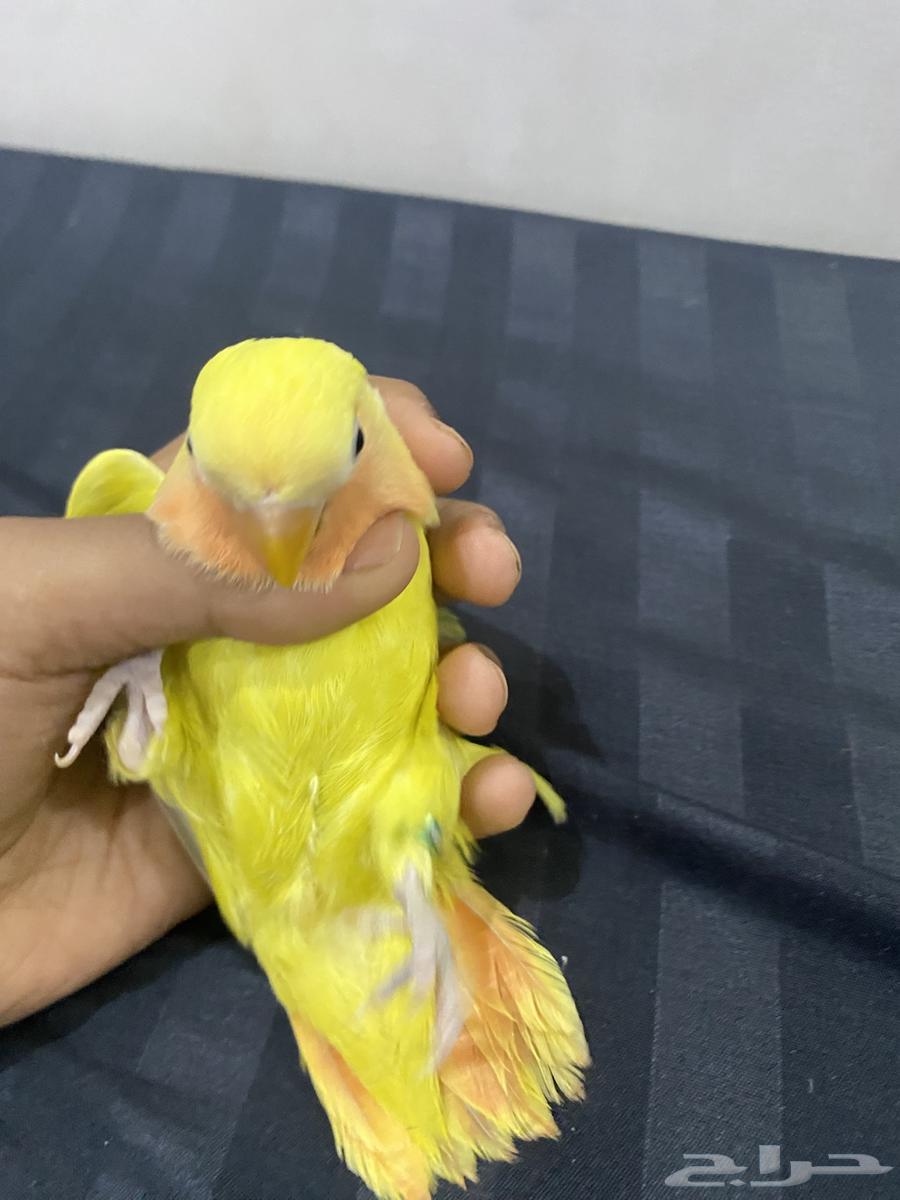 طيور للبيع63081450315651113