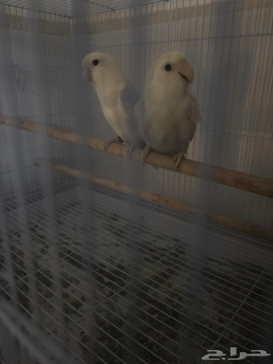 جوز روز تحته بيضتين63083480356354112