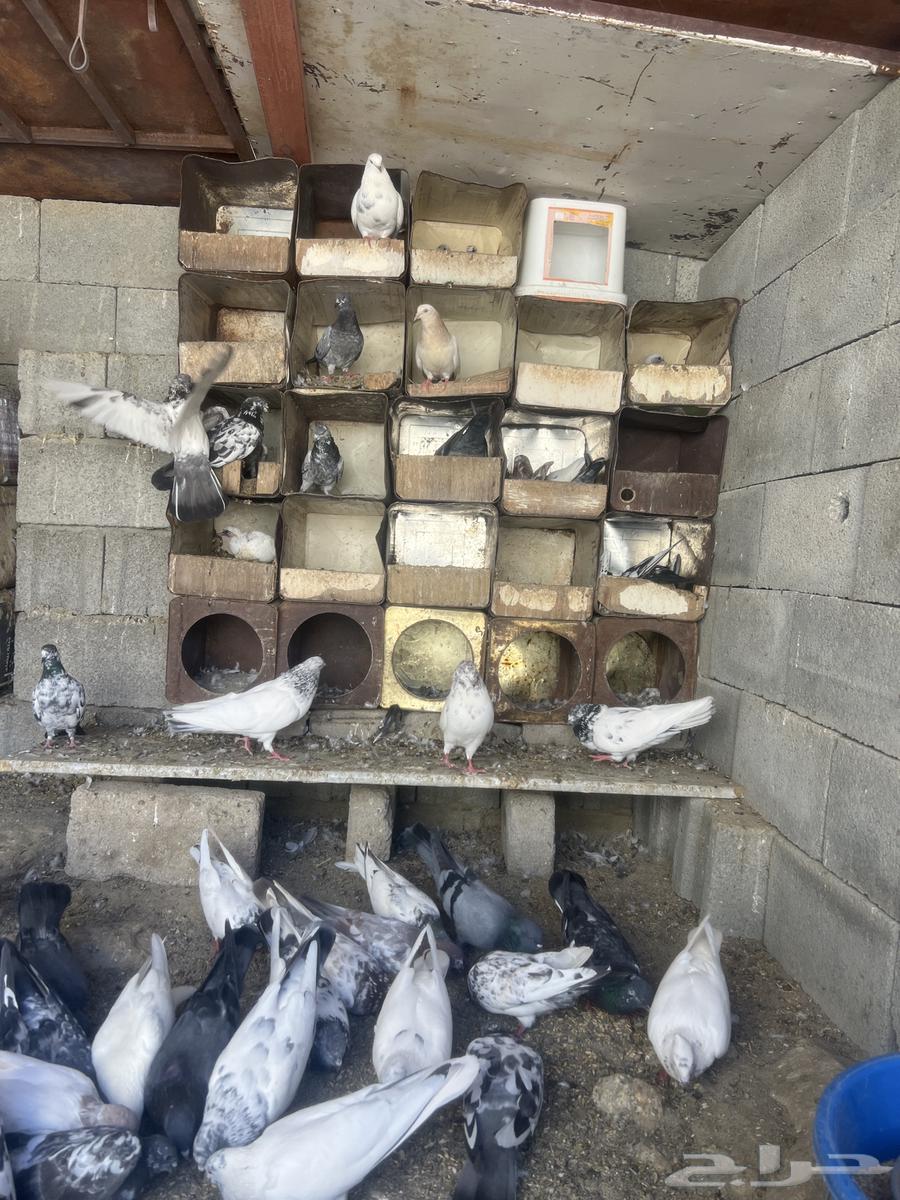 Pakistani bath63082709963011111