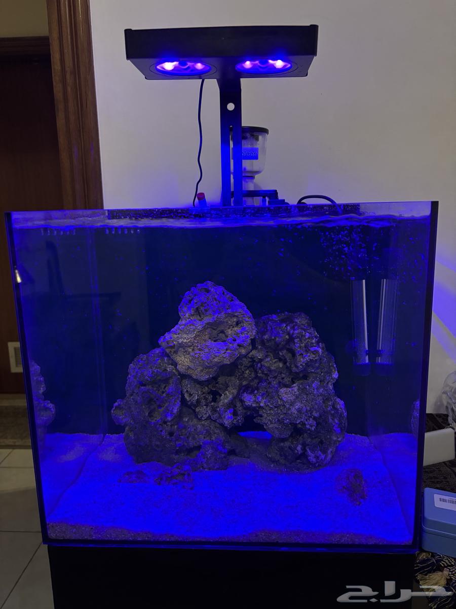 Saltwater aquarium with stand and equipment63081440154753111