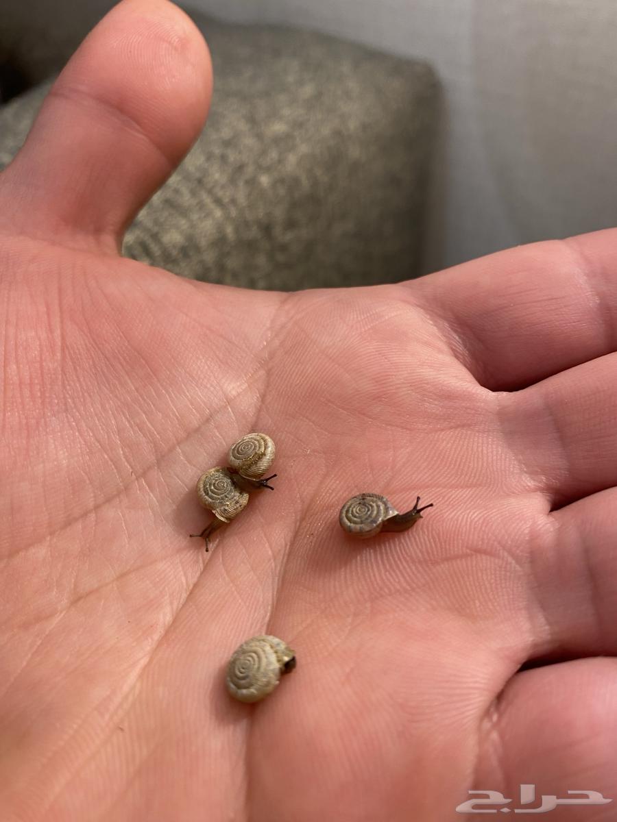 Snail63082710174081111