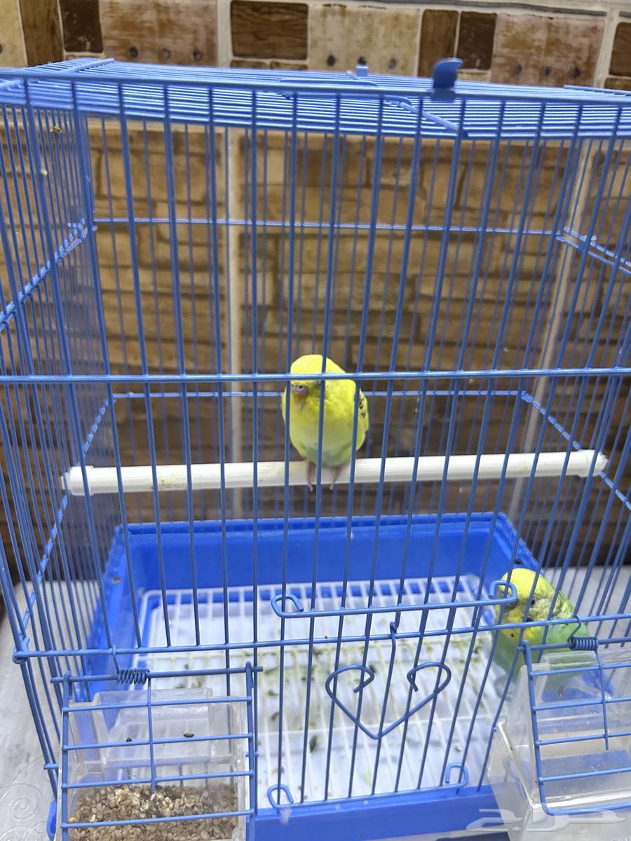 Birds for sale63082726563714110