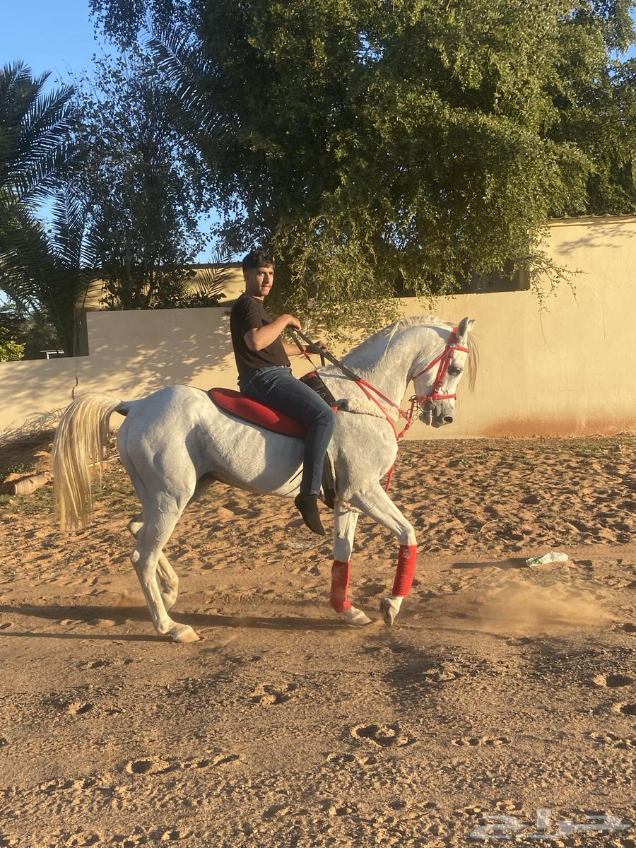 Popular Sheikh Horse63081860532099113