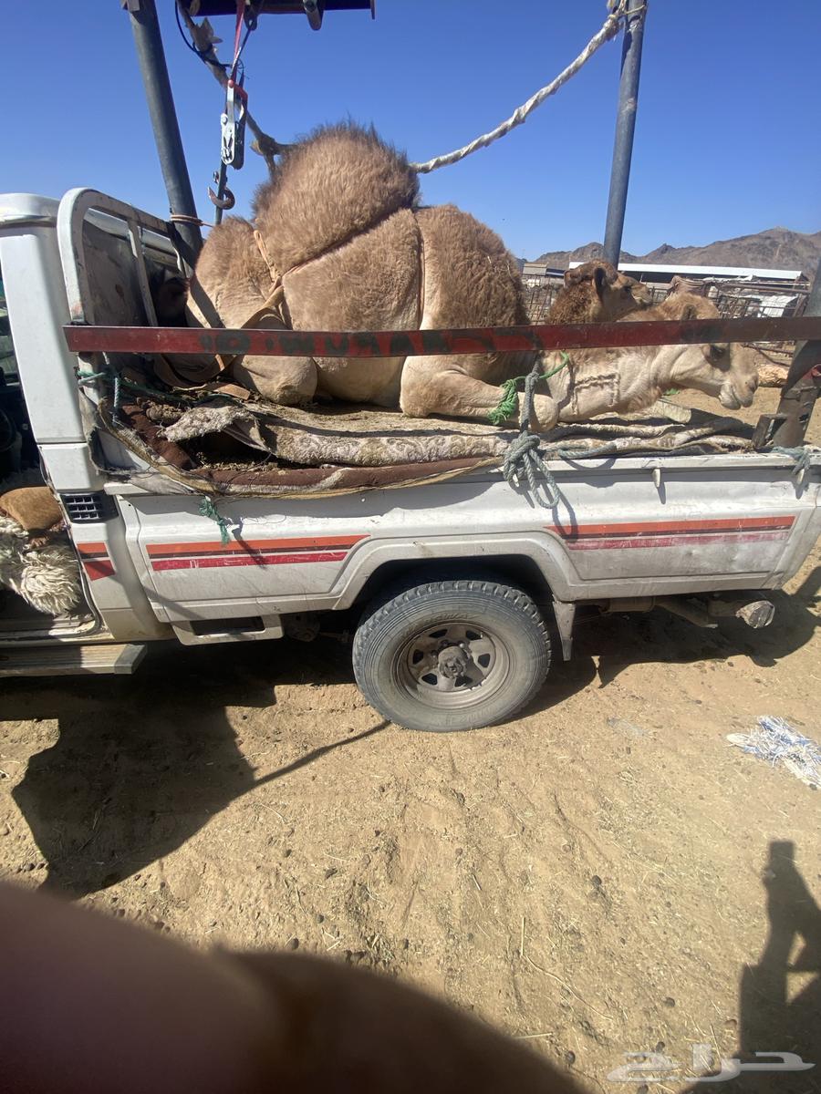 قعدان البيع كفوو موقع نجران التوصل63122909908610113