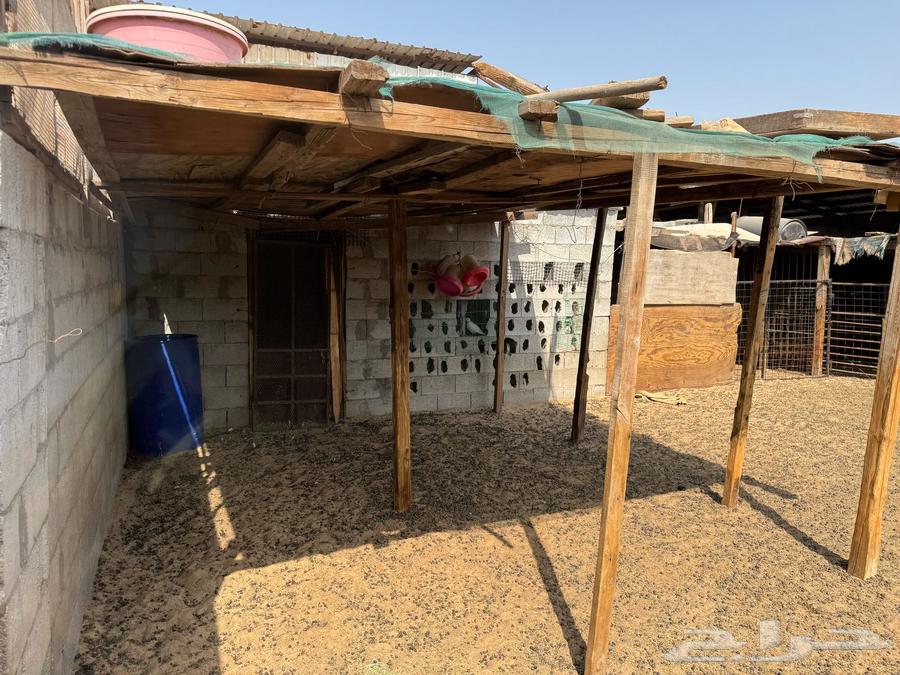 Sheep pen for sale63083058725122114