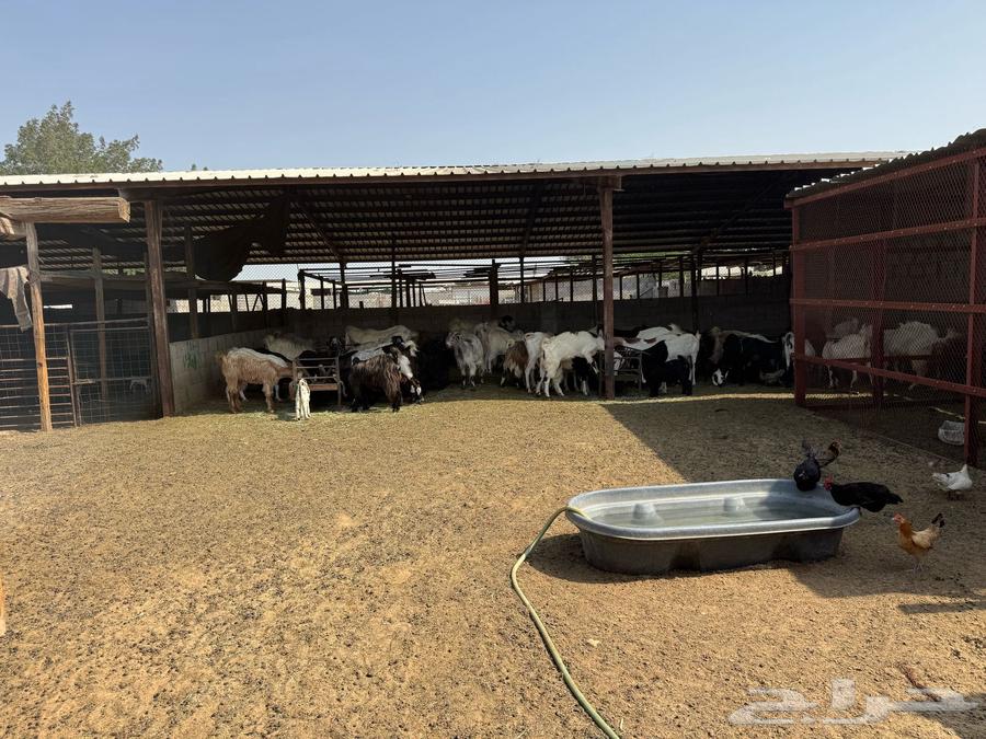 Sheep pen for sale63083058725122112