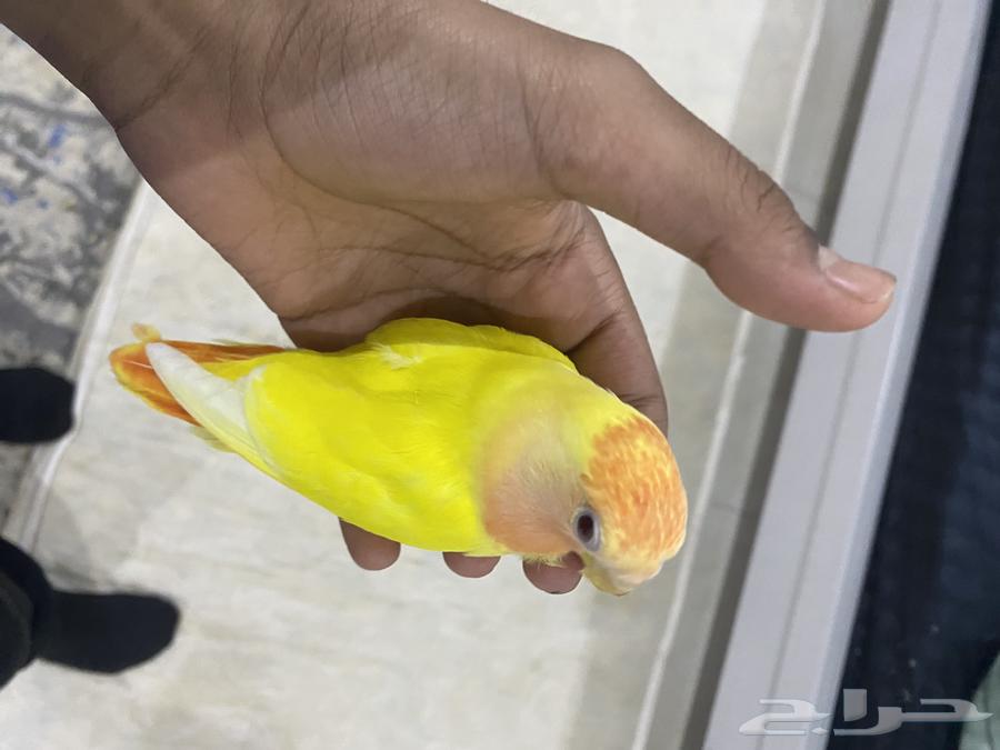 طيور للبيع630814503156511112