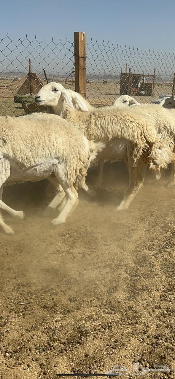 Free sheep breed Rakhai number 3363082267842562114