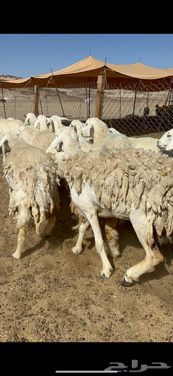 Free sheep breed Rakhai number 3363082267842562117