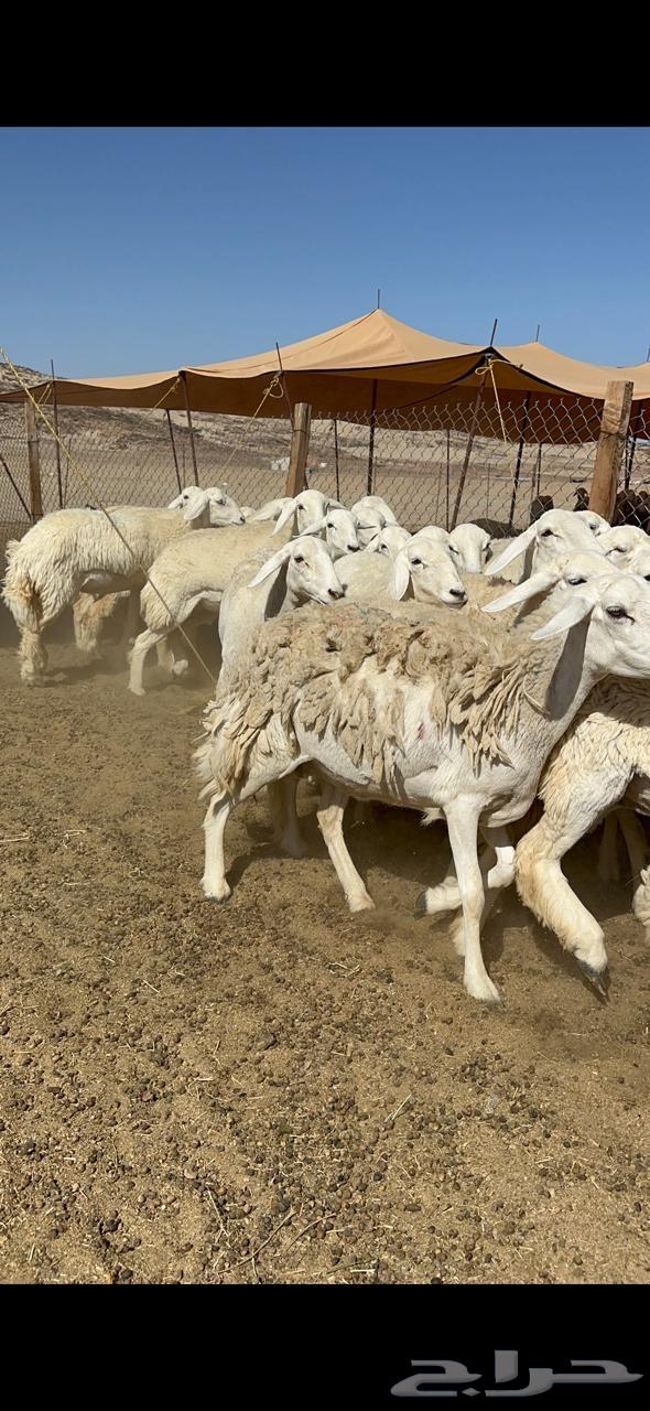 Free sheep breed Rakhai number 3363082267842562111